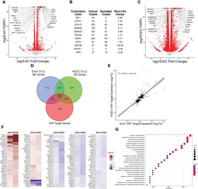 Chlamydia trachomatis induces the transcriptional activity of host YAP in a Hippo-independent fashion